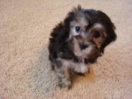 black-and-whtie-female-havanese-puppy-found-home-from-utah-to-arizona